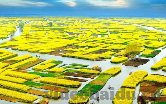 麻豆av-麻豆AV——网络文化中的一面镜鉴